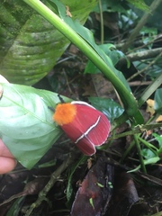 Pseudodirphia menander