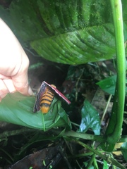 Pseudodirphia menander