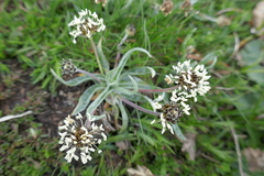 Plantago monosperma