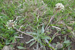 Plantago monosperma