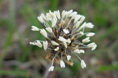 Plantago monosperma