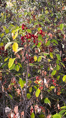 Prunus virginiana