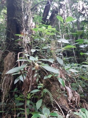 Nematanthus tessmannii