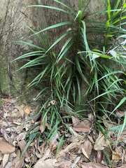 Freycinetia sumatrana