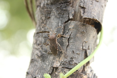 Anasa scorbutica