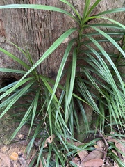 Freycinetia sumatrana
