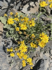 Senecio leucanthemifolius caucasicus
