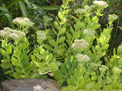 Hylotelephium spectabile