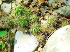 Echinocereus