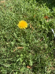 Taraxacum officinale