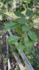 Salix taraikensis
