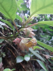 Nematanthus tessmannii