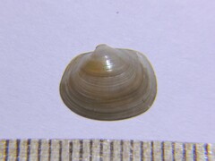 Musculium lacustre