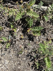 Sibbaldianthe orientalis