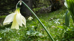 Narcissus moleroi