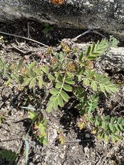 Sibbaldianthe orientalis