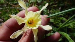 Narcissus moleroi