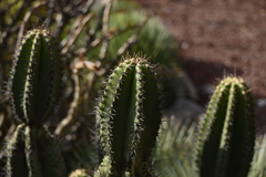 Myrtillocactus schenckii