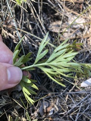 Pulsatilla grandis