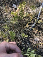 Pulsatilla grandis