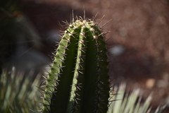 Myrtillocactus schenckii
