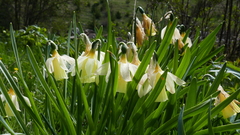 Narcissus moleroi