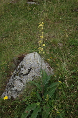 Verbascum pyramidatum