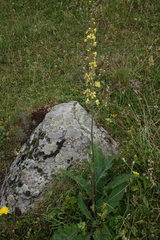 Verbascum pyramidatum