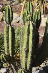 Myrtillocactus schenckii