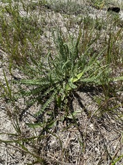Oxytropis microphylla