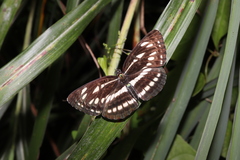 Neptis sappho intermedia