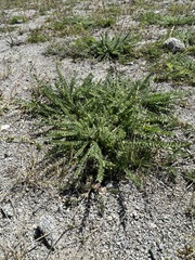 Oxytropis microphylla