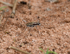 Cicindelina