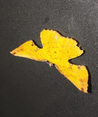 Corymica arnearia