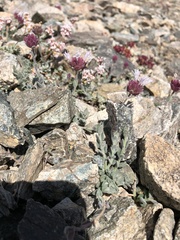 Monardella australis