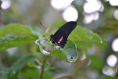 Parides eurimedes