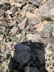 Monardella australis