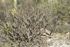 Jatropha neopauciflora