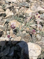 Monardella australis