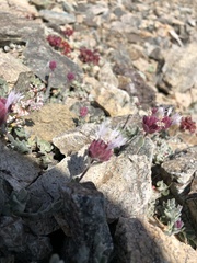 Monardella australis