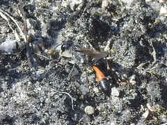 Ammophila sabulosa