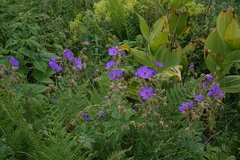 Geranium ruprechtii