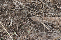 Varanus exanthematicus