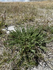 Oxytropis microphylla