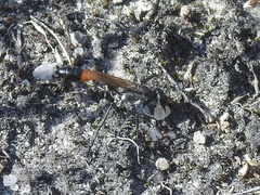 Ammophila sabulosa