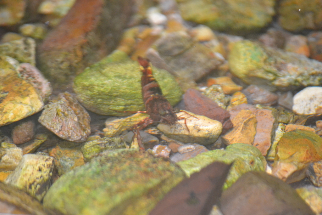 Striped river shrimp