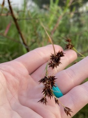 Rhynchospora glomerata