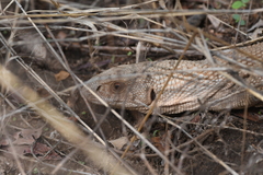 Varanus exanthematicus