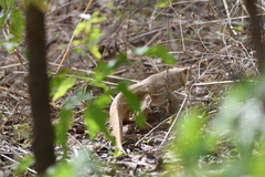 Varanus exanthematicus