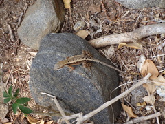 Sceloporus siniferus